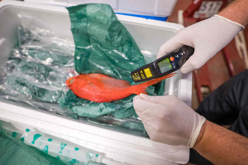 Режим усиленного контроля по радиологическим показателям рыбной продукции из Японии